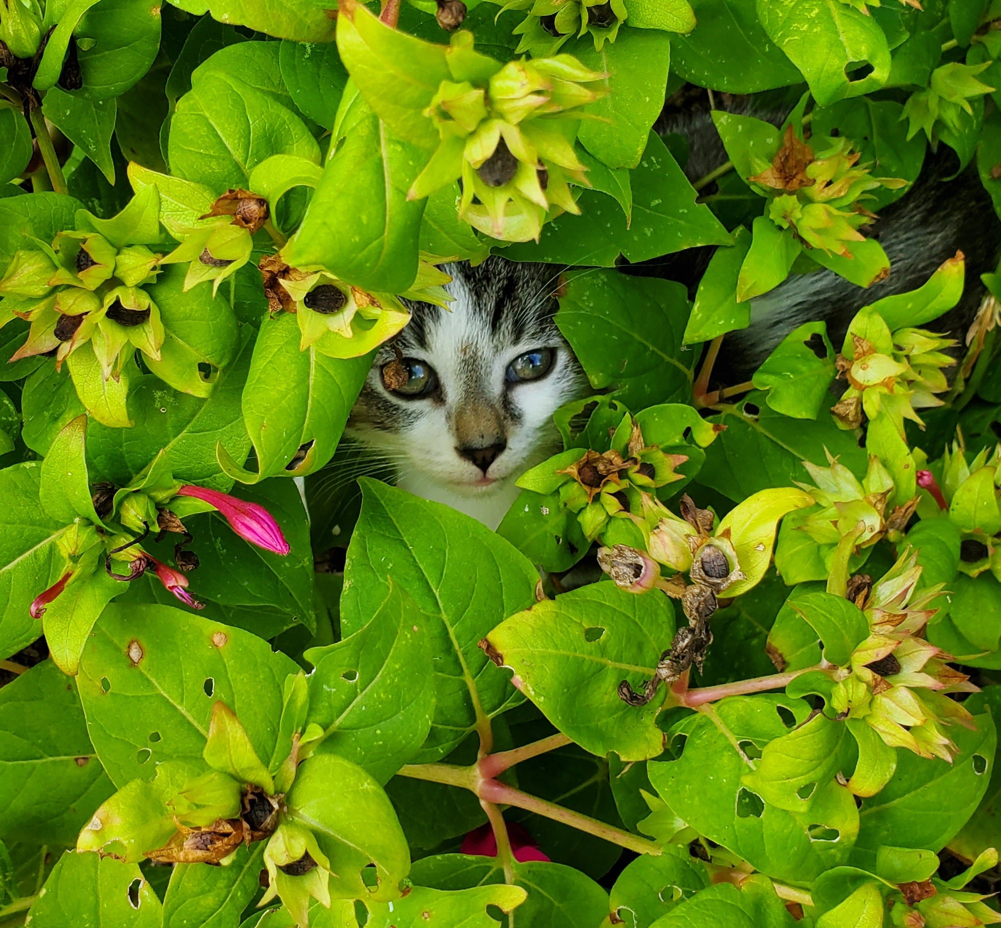 Peekaboo Kitty