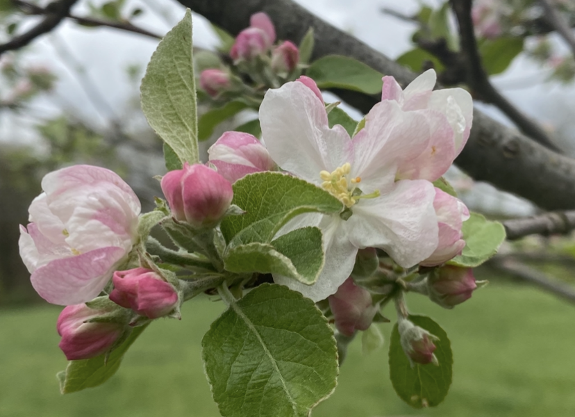 spring awakening