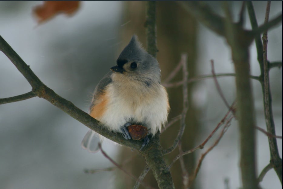 Chilly Morning