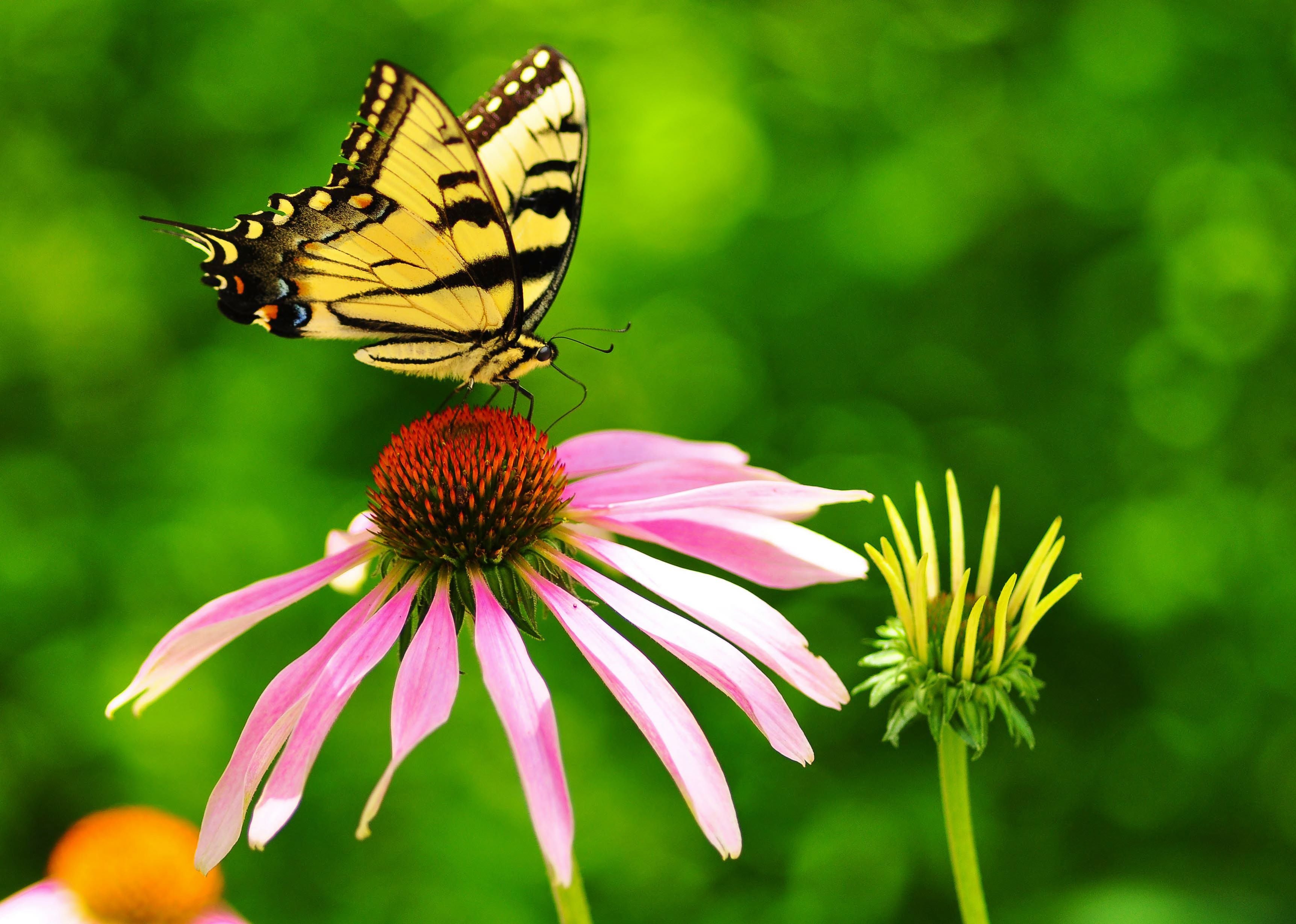 Swallowtail