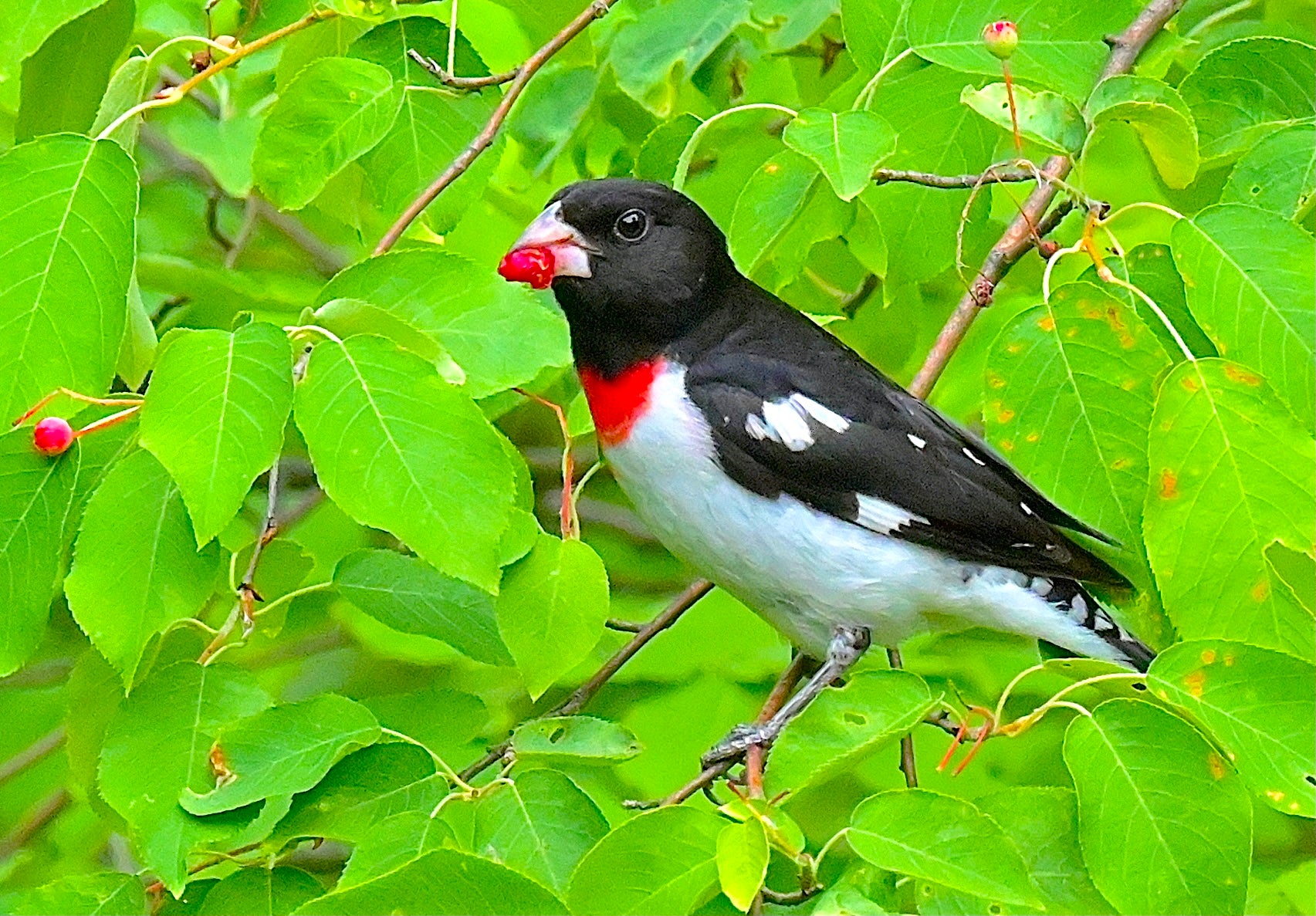 Berry Good