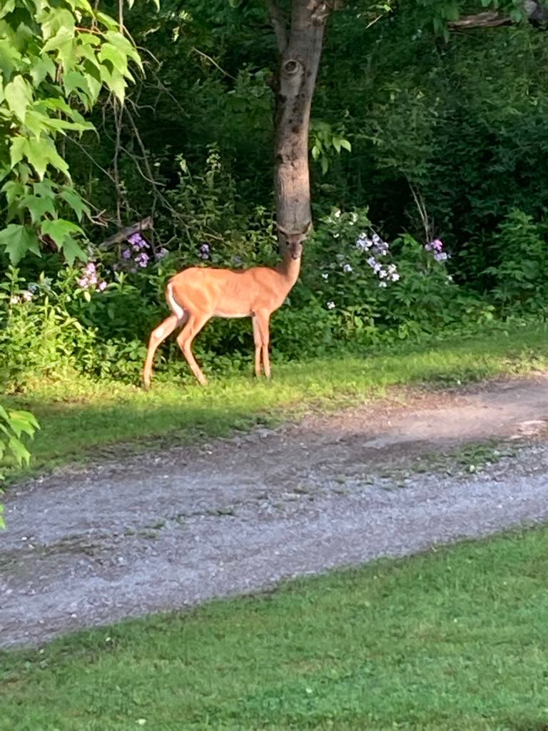 buck