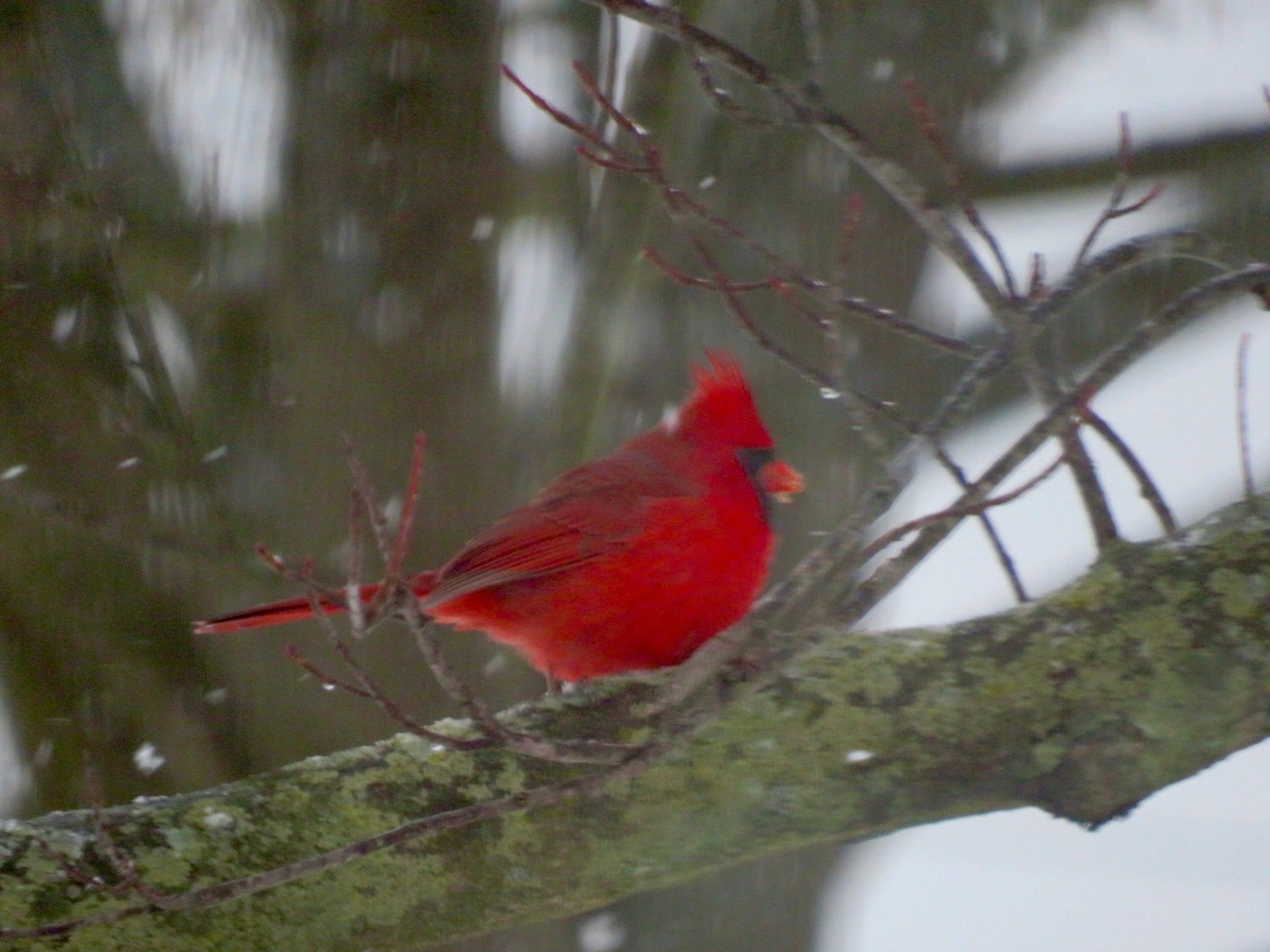 Cardinal