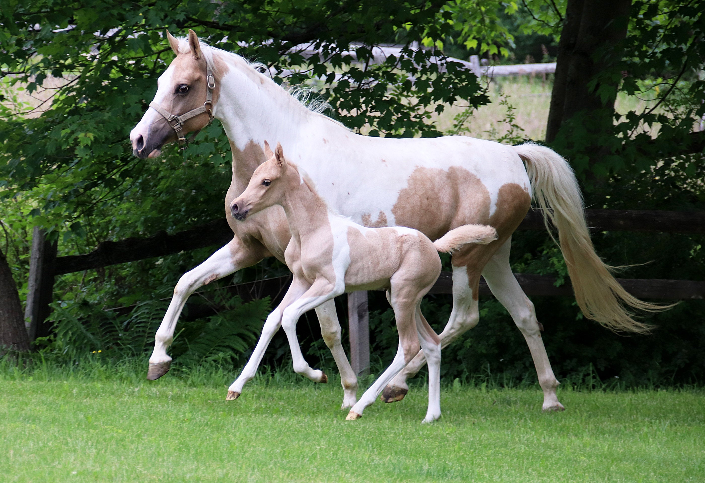 Mother