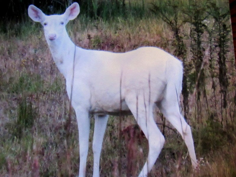 DOE