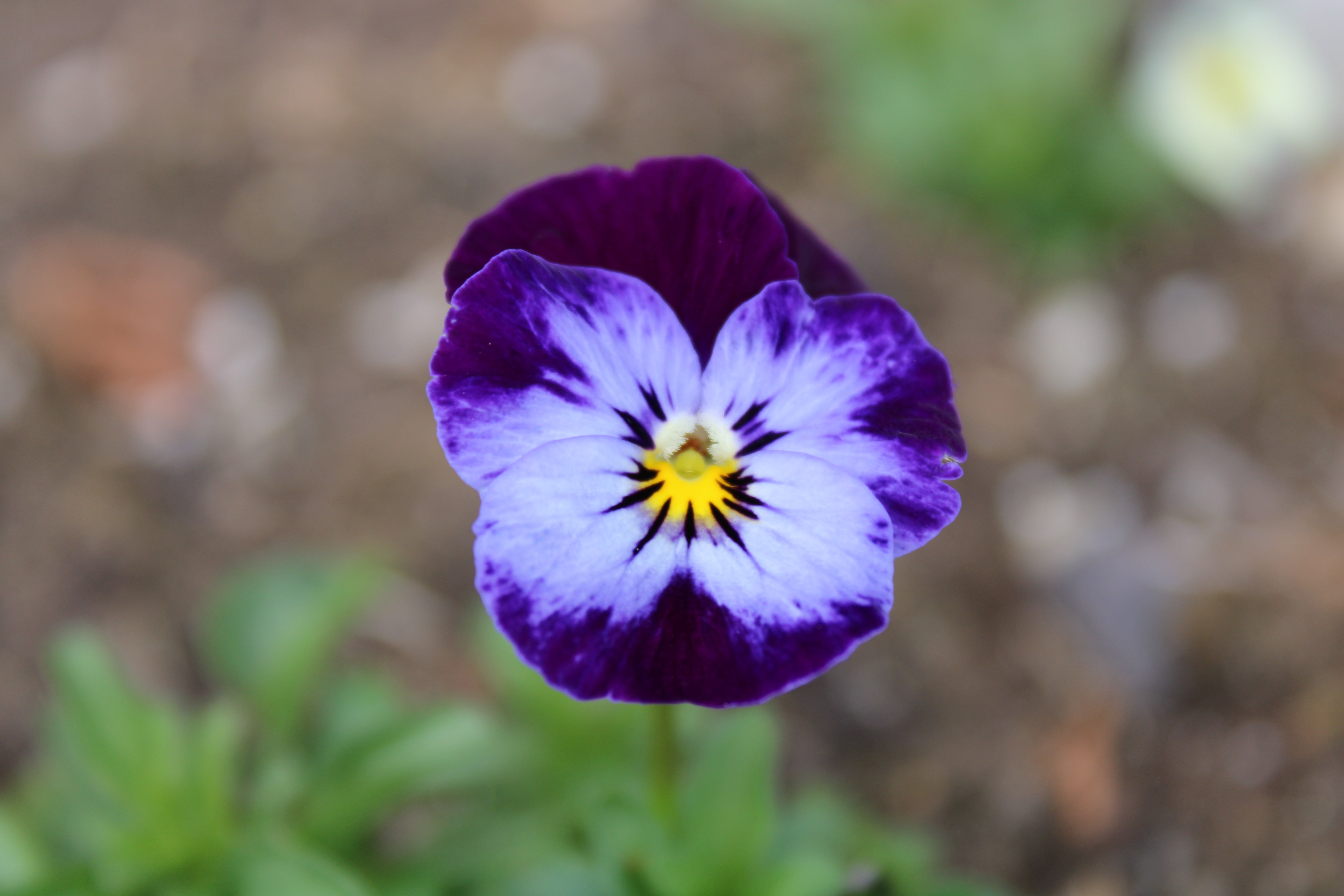 spring