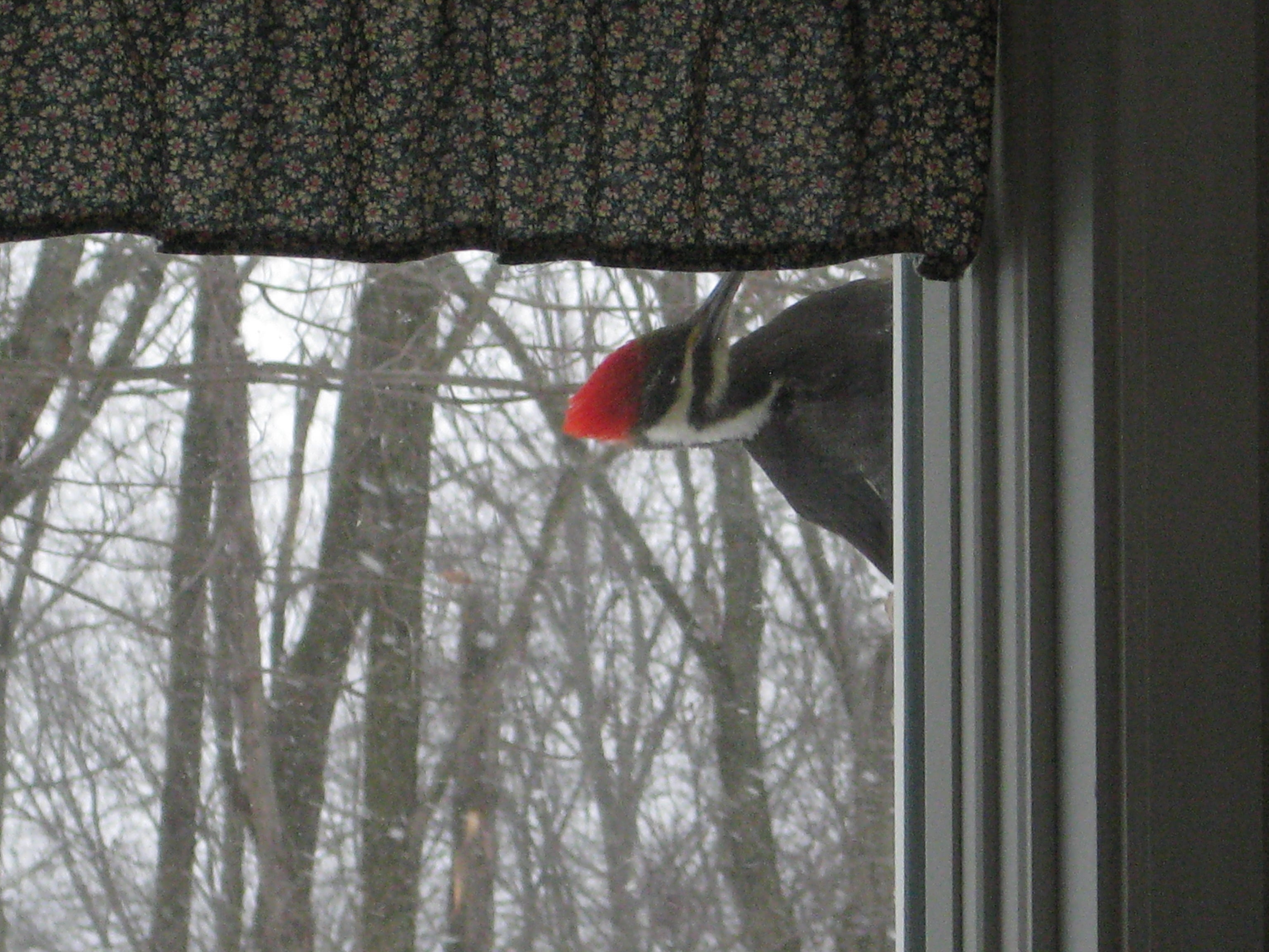 woodpecker