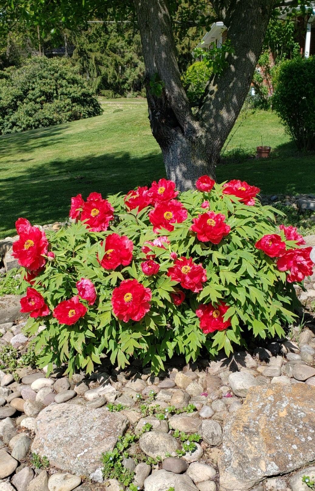 PEONY