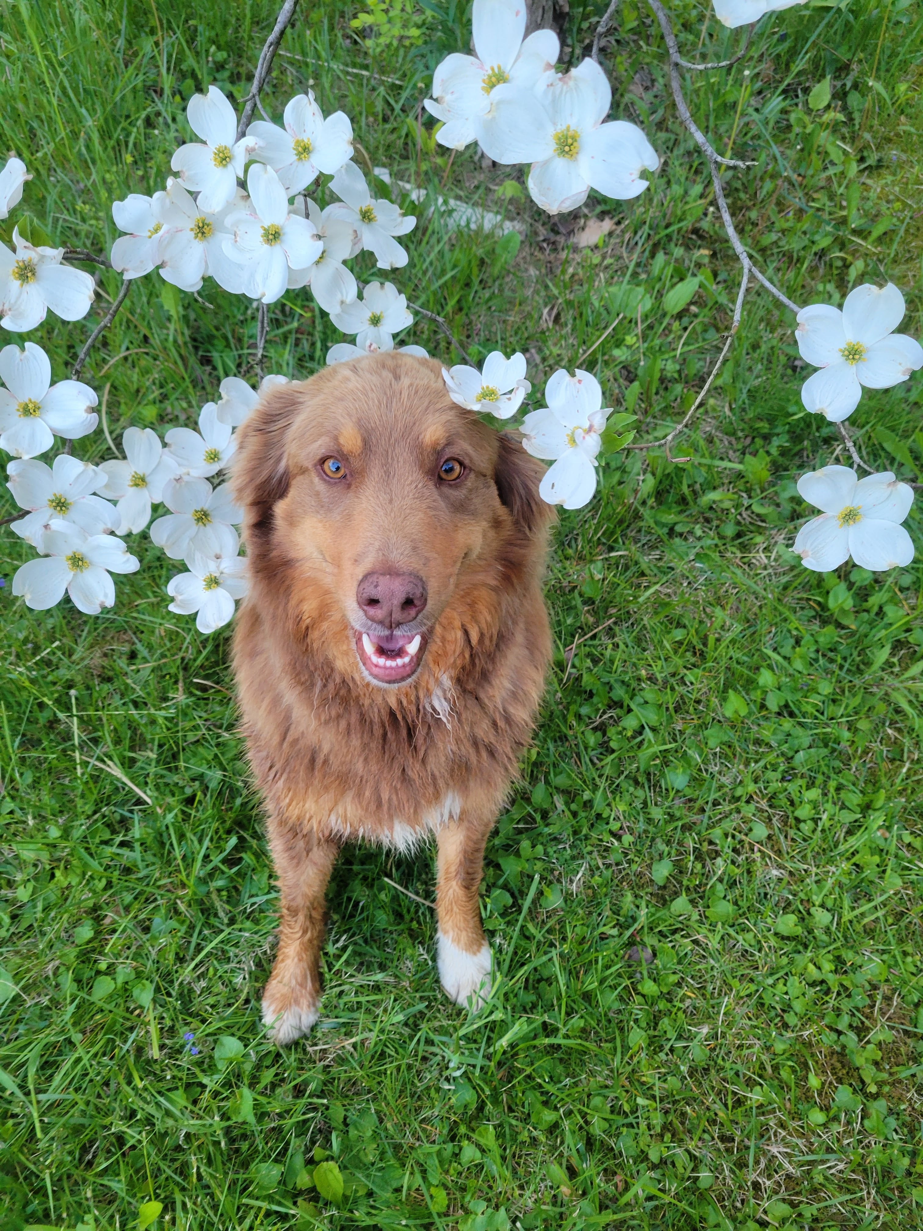 DOG