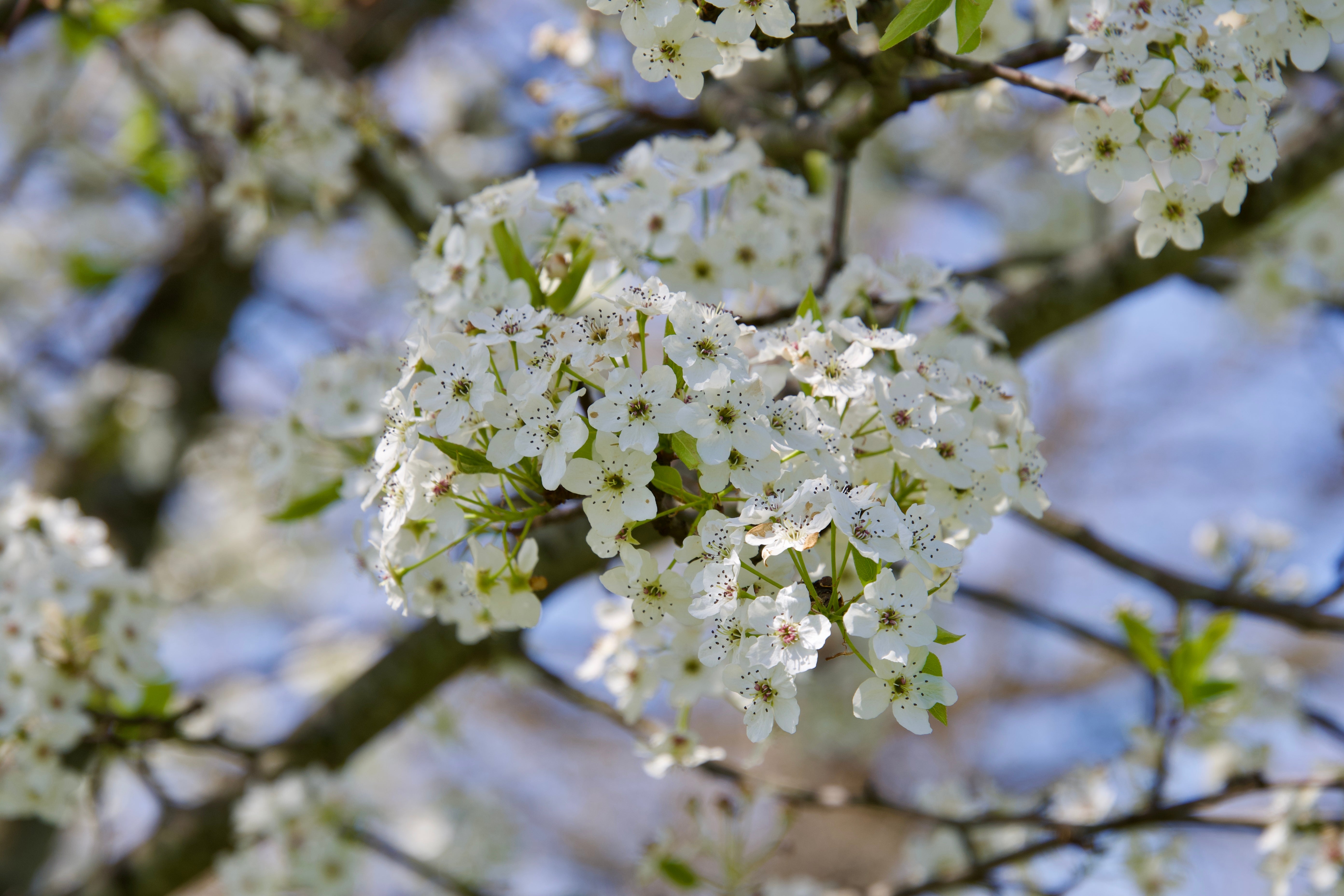 SPRING